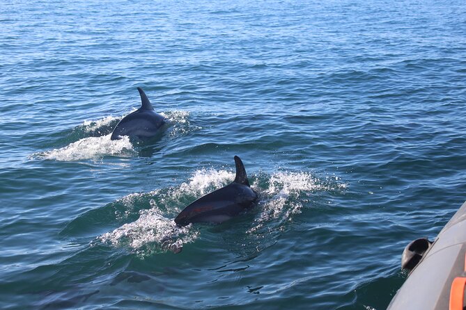 Dolphin Watching + 2 Islands Tour - From Faro - What the $72.59 price really buys