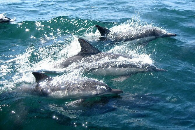 Dolphin Watching + 2 Islands Tour - From Faro - Who should book this Faro boat trip?