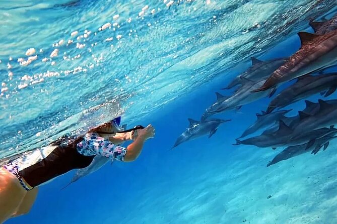 Dolphin watching 7 hours Boat Trip & Snorkelling from Hurghada - A full Red Sea day for a very low price