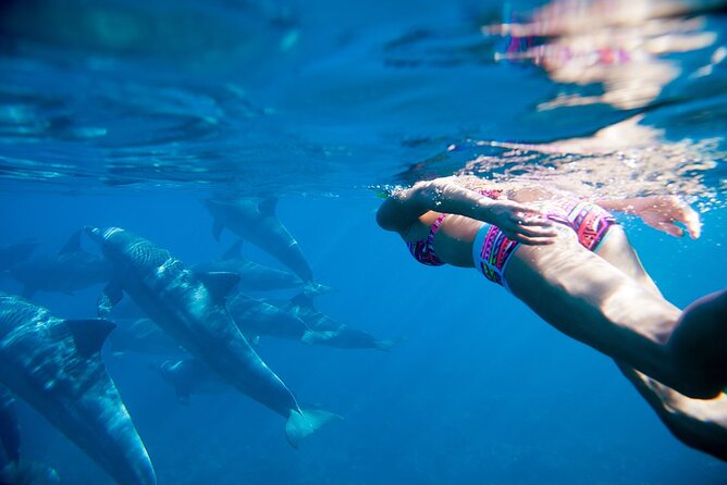 Dolphin watching 7 hours Boat Trip & Snorkelling from Hurghada - Starting at 8:00 with hotel pickup