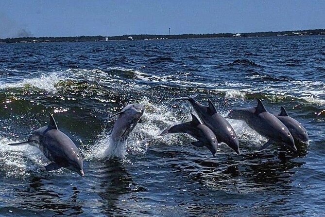 Dolphin Watching aboard the Cold Mil Fleet - Key things to know
