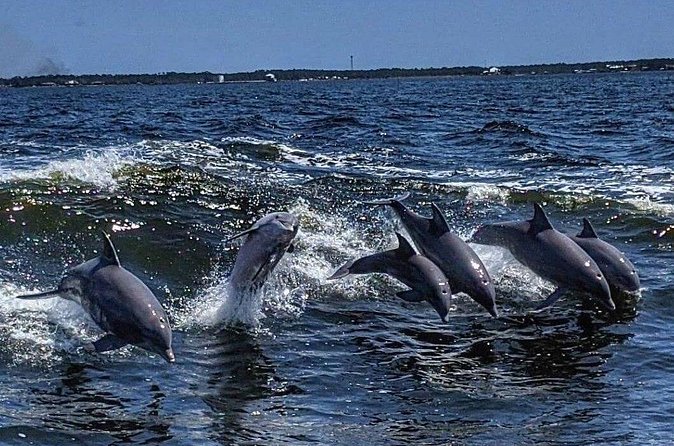 Dolphin Watching aboard the Cold Mil Fleet - Timing, group size, and comfort
