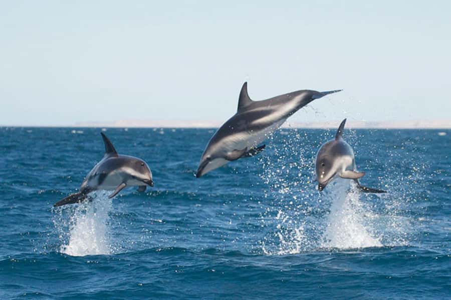 Dolphin Watching Adventure - Setting Out From Puerto Madryn’s Piedra Buena Pier
