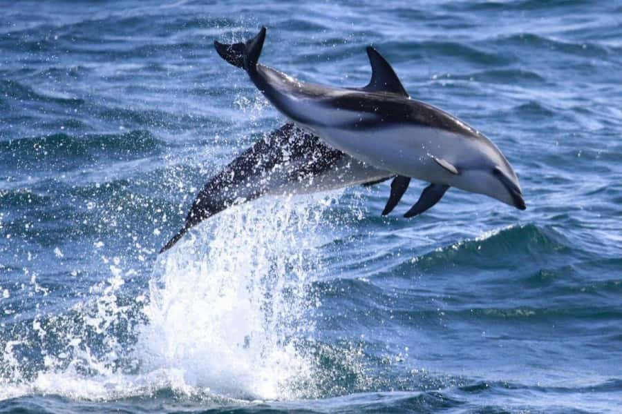 Dolphin Watching Adventure - What the Guides Add, and Where Communication Can Slip