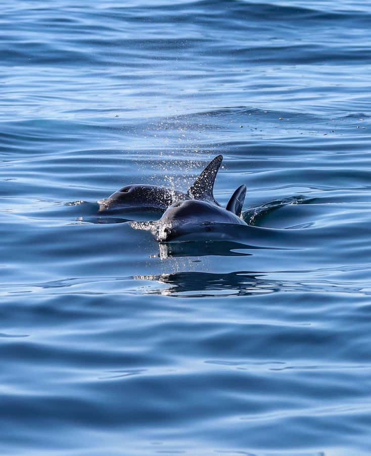 Dolphin Watching Adventure - Is $105 a Fair Price?