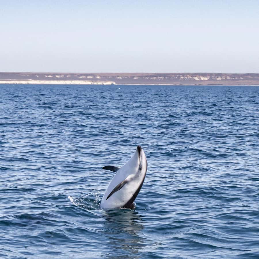 Dolphin Watching Adventure - Comfort, Access, and Who Will Enjoy This Most
