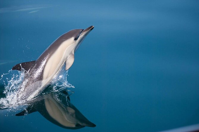 Dolphin Watching Adventure in Estepona Bay - Quick points to know