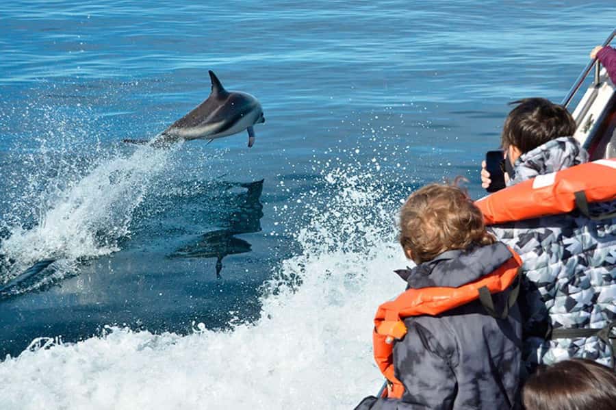 Dolphin Watching Adventure - Punta Loma Adds Sea Lions and Seabirds