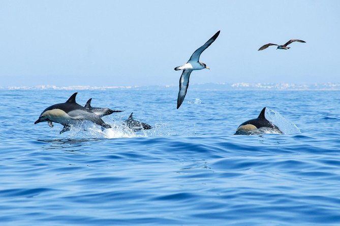 Dolphin Watching and Cave Boat Cruise from Albufeira - Practical details that make a difference