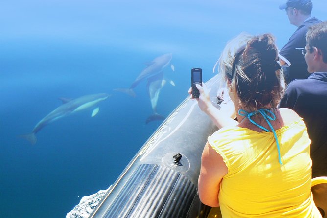 Dolphin Watching and Cave Tour from Vilamoura - Is $48.06 a fair price?