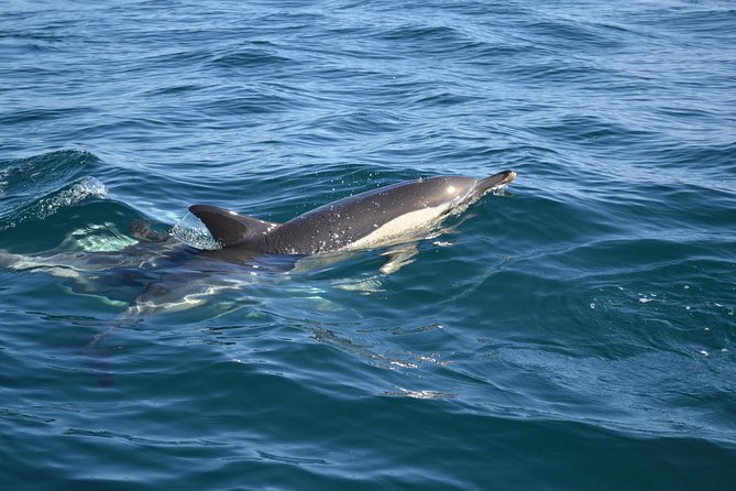 Dolphin Watching and Cave Tour from Vilamoura - What the crew adds to the experience