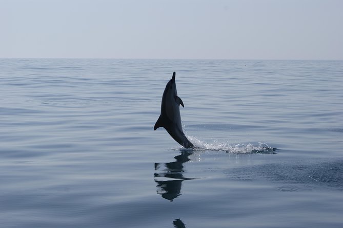 Dolphin Watching and Cave Tour from Vilamoura - Who will enjoy this trip most