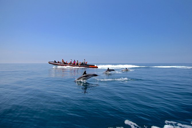 Dolphin Watching and Cave Tour from Vilamoura - Looking for common dolphins in open Atlantic water