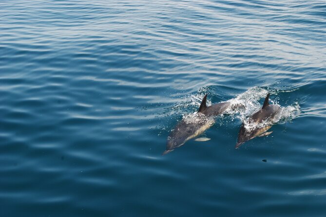 Dolphin Watching and Caves Cruise - Dolphin watching on the open water