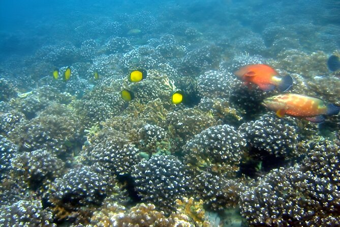 Dolphin Watching and Snorkeling Activity in Muscat - Searching Muscat’s water for dolphins