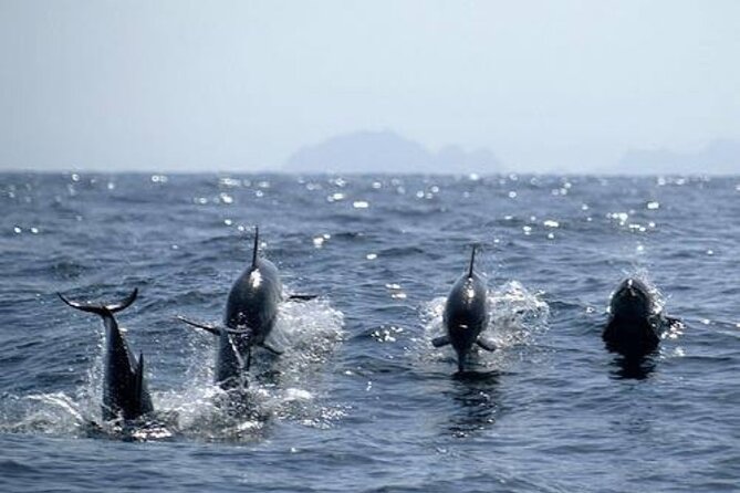 Dolphin Watching and Snorkeling Activity in Muscat - What to pack and how to pace yourself