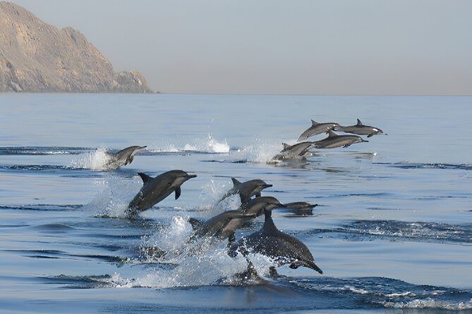 Dolphin Watching and Snorkeling Activity in Muscat - Cancellation and weather rules in plain English