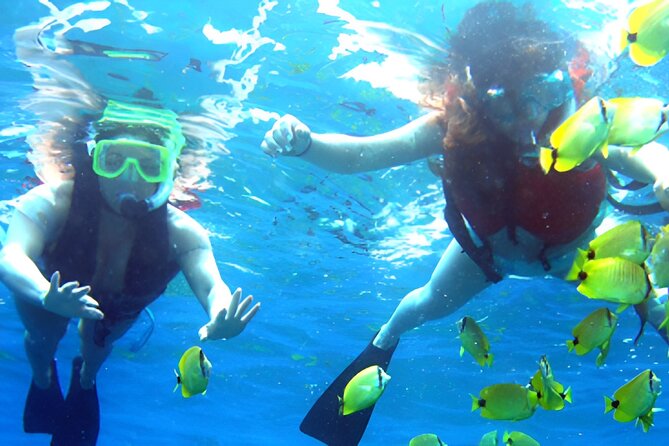 Dolphin Watching and Snorkeling Activity in Muscat - Snorkeling above coral beds and tropical fish