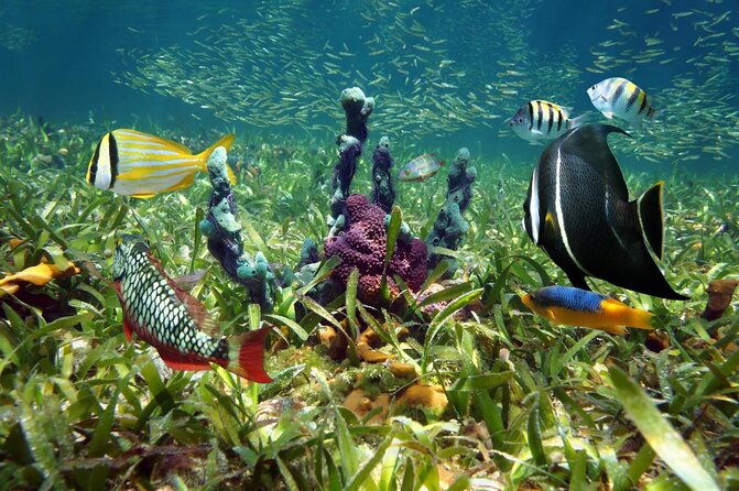 Dolphin Watching and Snorkeling Adventure in Key West - Key points at a glance