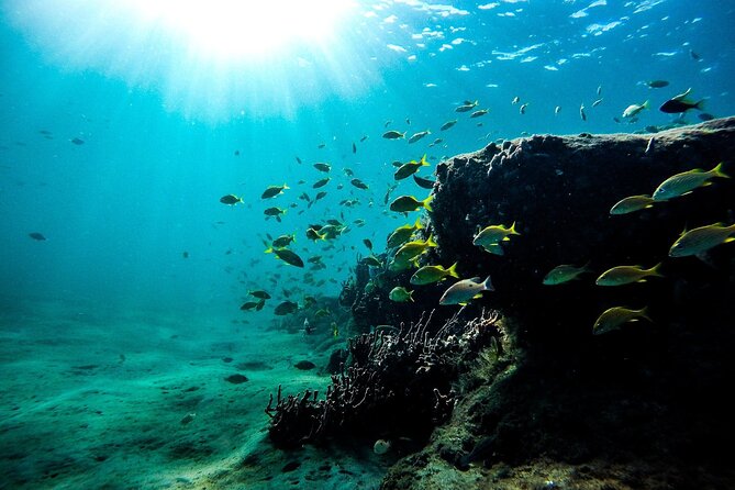 Dolphin Watching and Snorkeling Adventure in Key West - The best time to book and what to bring