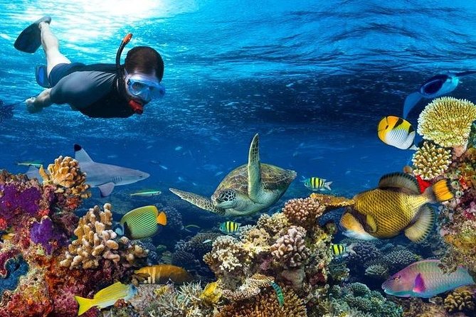 Dolphin watching and Snorkeling at Mnemba Atoll - Private Tour - Watching for dolphins along the coast