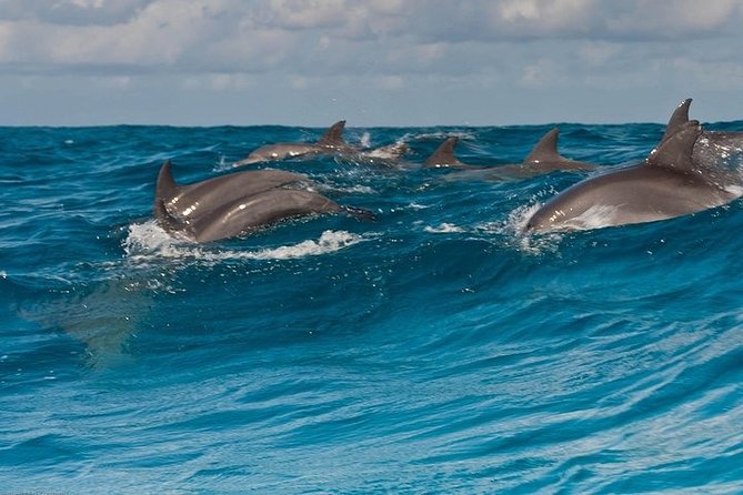 Dolphin watching and Snorkeling at Mnemba Atoll - Private Tour - Snorkeling around Mnemba Atoll