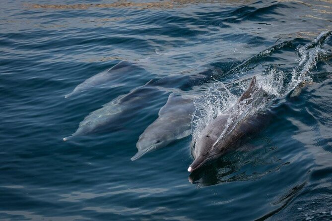 Dolphin Watching and Snorkeling Cruise Experience in Muscat - Snorkeling near Bander Khairan