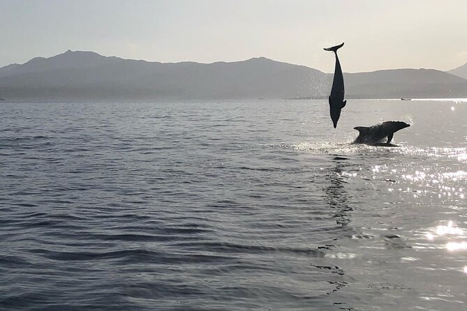 Dolphin watching and snorkeling in Figarolo - From Olbia marina to the waters of Capo Figari