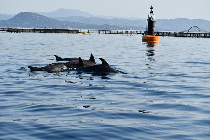 Dolphin watching and snorkeling in Figarolo - Who will enjoy this Figarolo outing most