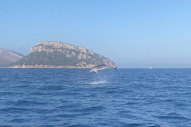 Dolphin Watching and Snorkeling in Figarolo in Sardinia - Key points to know before you book