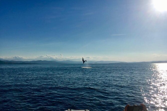 Dolphin Watching and Snorkeling in Figarolo in Sardinia - Cala Moresca and the value of a second stop