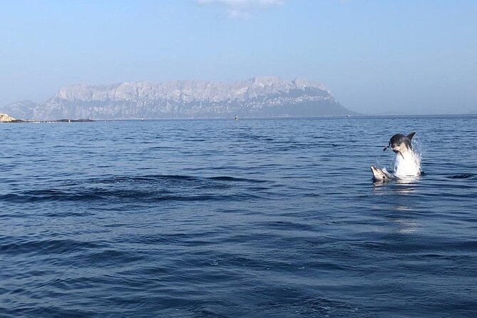 Dolphin Watching and Snorkeling in Figarolo in Sardinia - What the $84.69 price really covers
