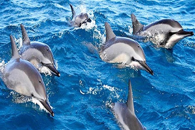 Dolphin Watching and Snorkeling Tour from Muscat - Starting from Muscat at 9:30 am