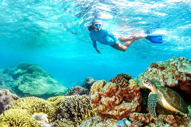 Dolphin Watching and Snorkeling Tour from Muscat - Weather, cancellations, and practical planning