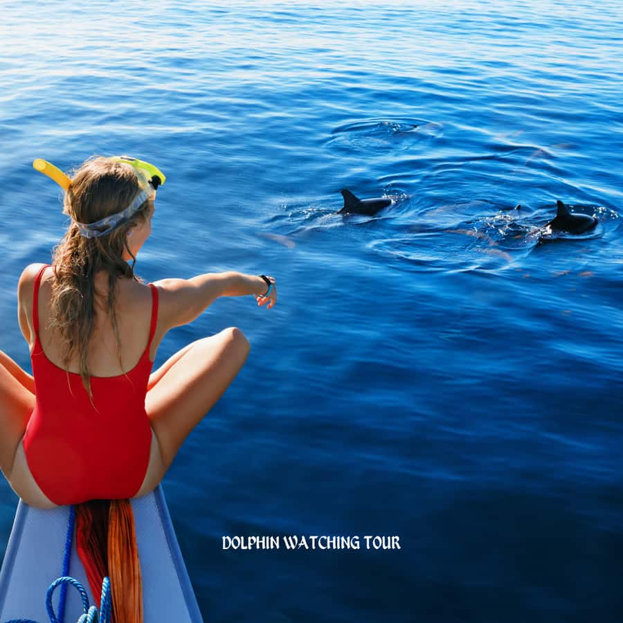 Dolphin Watching and Snorkeling Tour with Hotel Transfers - Key points to know before booking