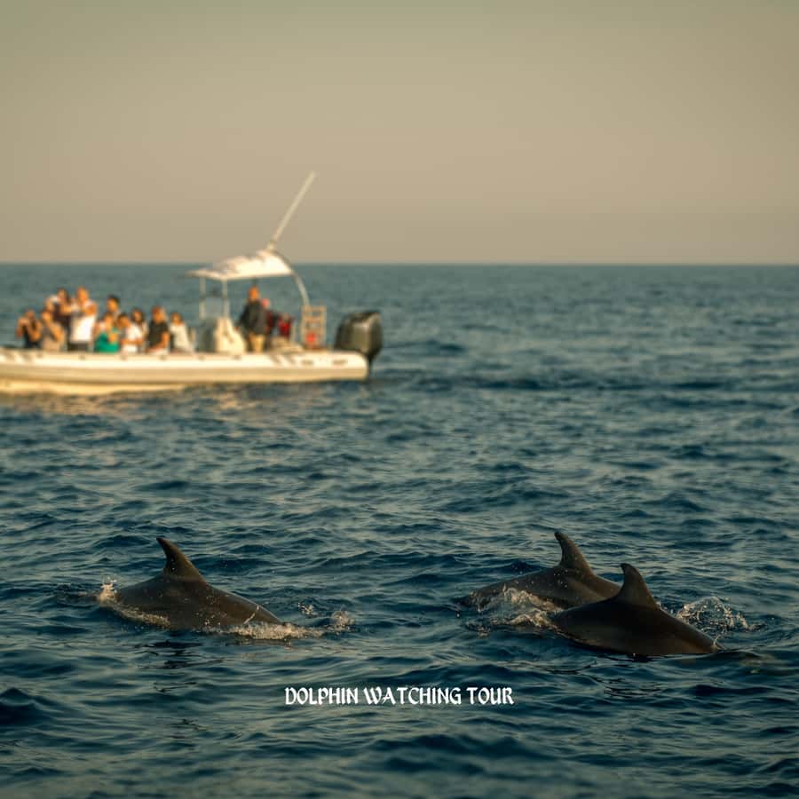 Dolphin Watching and Snorkeling Tour with Hotel Transfers - Leaving Muscat for Bandar Al Rowdha Marina