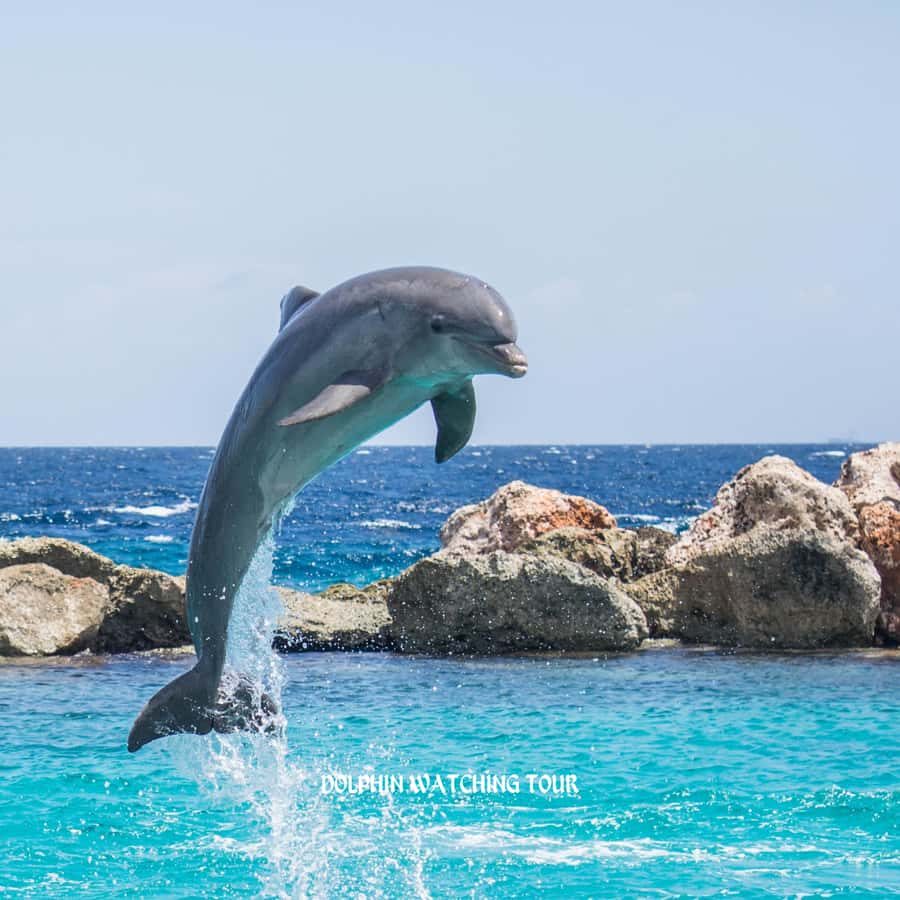 Dolphin Watching and Snorkeling Tour with Hotel Transfers - Snorkeling over Omani coral reefs