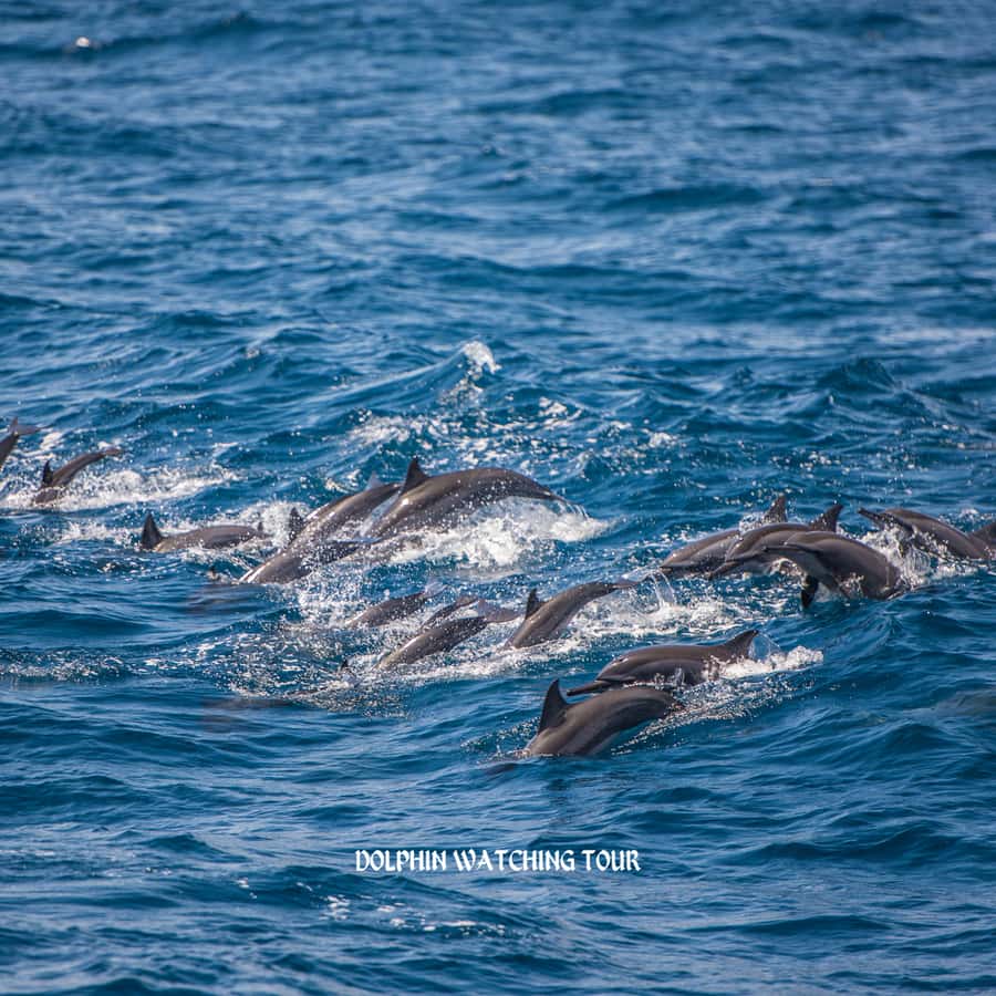 Dolphin Watching and Snorkeling Tour with Hotel Transfers - Who will enjoy this half-day outing