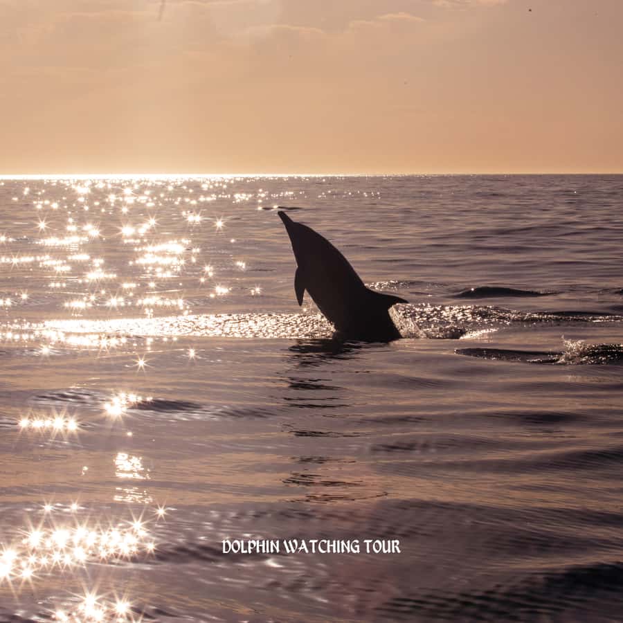 Dolphin Watching and Snorkeling Tour with Hotel Transfers - Should you book the dolphin and snorkeling tour?