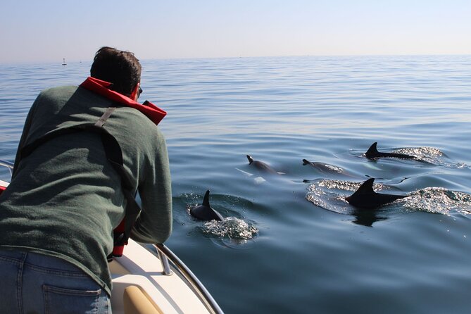 Dolphin watching and wildlife from Faro - Key points before you book