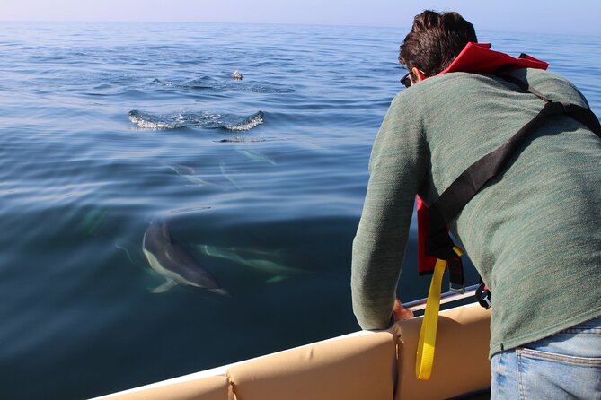 Dolphin watching and wildlife from Faro - Ria Formosa and the Barrier islands