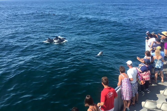 Dolphin Watching around Cape May - Key details worth knowing