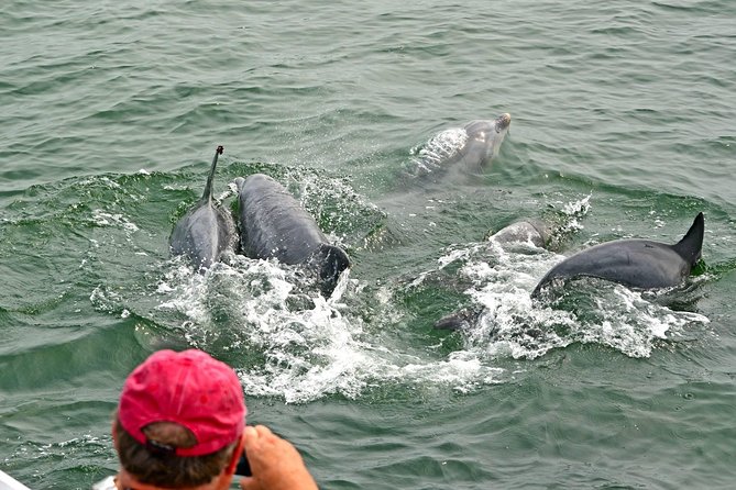 Dolphin Watching around Cape May - Why this Cape May dolphin cruise is worth your time