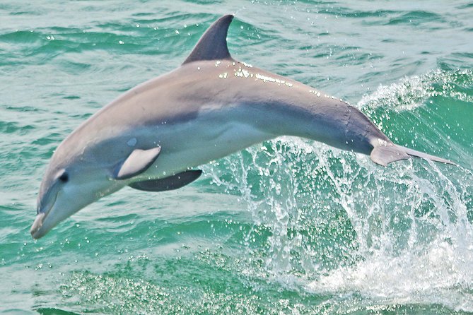 Dolphin Watching around Cape May - Searching for dolphins near Wildwood Beach