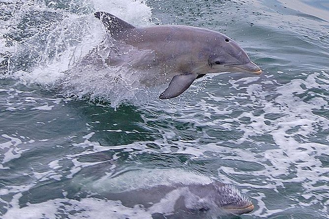 Dolphin Watching around Cape May - The lighthouse, Delaware Bay, and the Cape May point