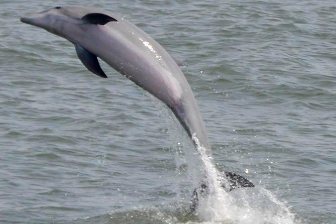 Dolphin Watching around Cape May - Wildlife beside a 1,000-acre preserve