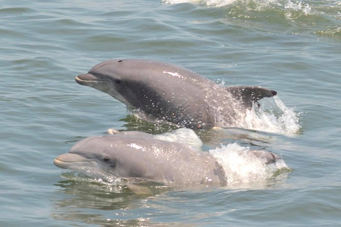 Dolphin Watching around Cape May - Weather, water conditions, and comfort