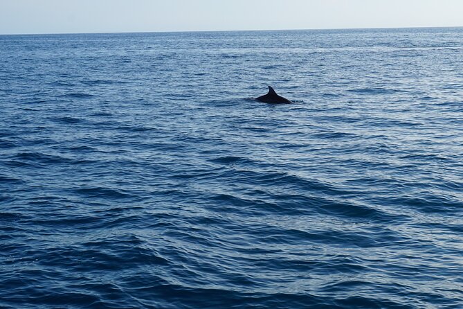 Dolphin Watching around Poreč Riviera with Boat Trip - Watching for Dolphins Around the Poreč Riviera