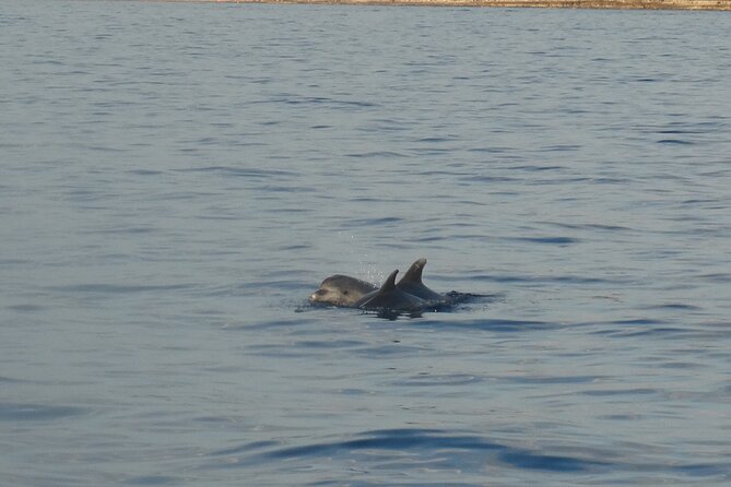 Dolphin Watching around Poreč Riviera with Boat Trip - Drinks, Conversation, and the Two-Hour Pace