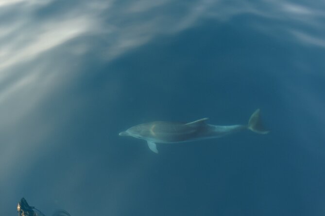 Dolphin Watching around Poreč Riviera with Boat Trip - The Coastline Still Makes the Trip Worthwhile